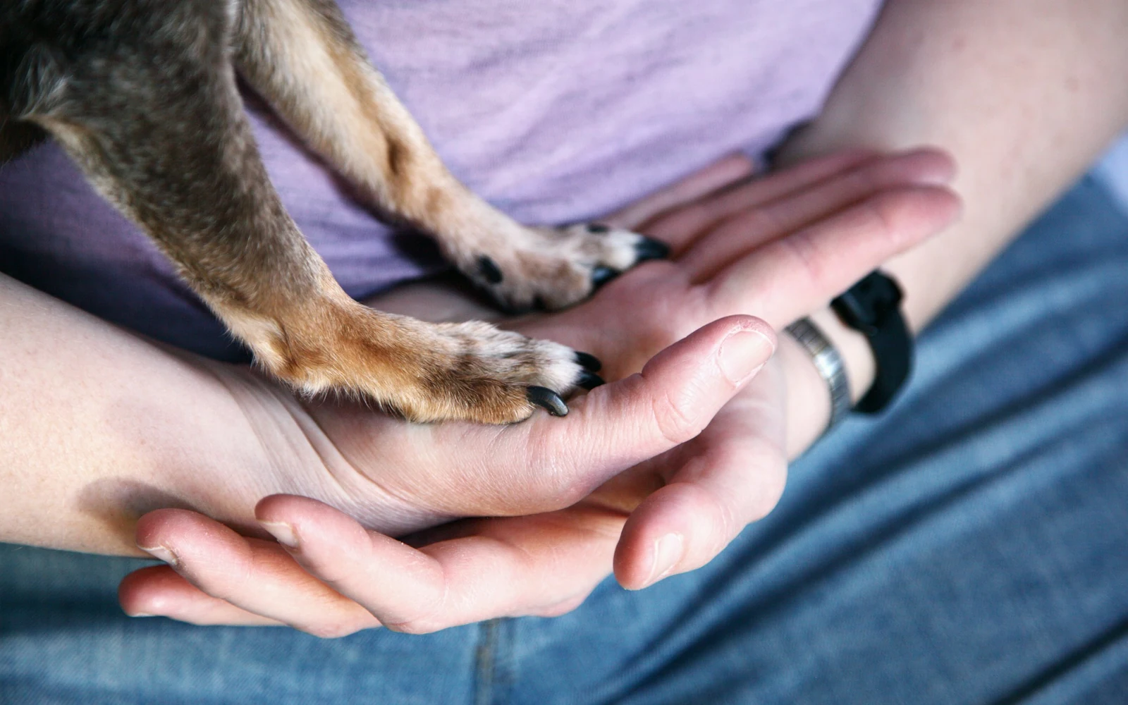 Une patte de chien posée dans deux mains ouvertes